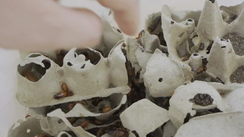 Cockroaches Stock Footage 92062482