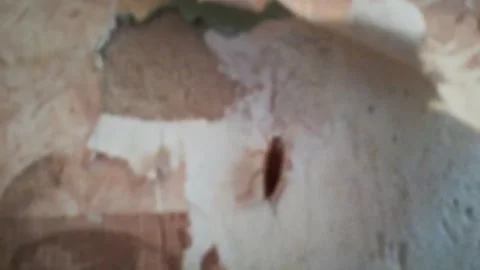Of cockroaches Stock Footage 136293223