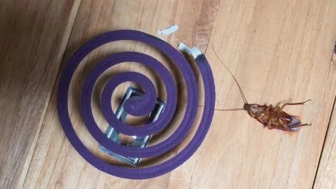 Cockroaches Video stock 137516460