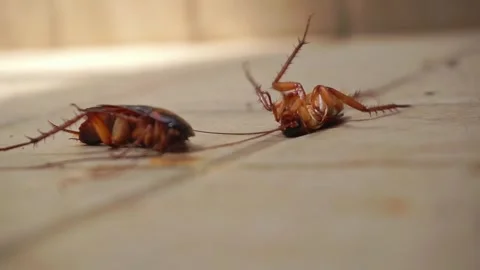 Cockroaches Stock Footage 251133606