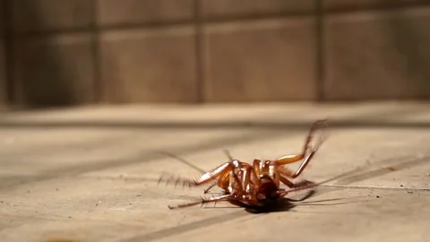Cockroaches Stock Footage 251133672