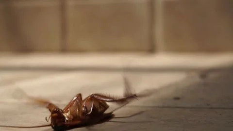 Cockroaches Stock Footage 251133674