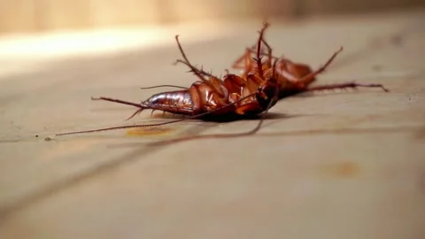 Cockroaches Stock Footage 251133693