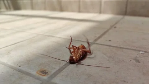 Cockroaches Stock Footage 251171253