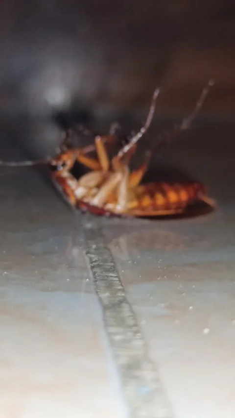 Cockroaches Video stock 255082369