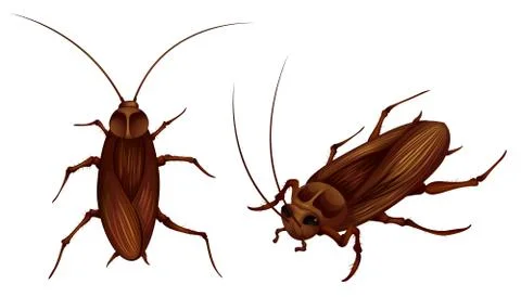 Cockroaches Stock Illustration