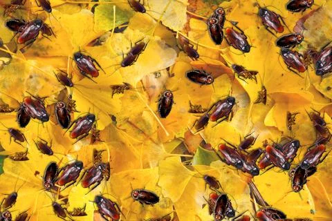 Cockroaches Stock Illustration