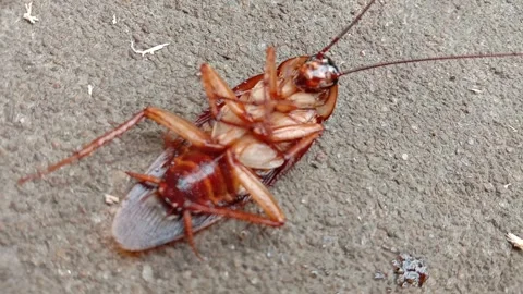 Cockroaches lying on their backs on the cement floor Stock Footage 278950864