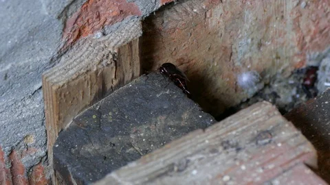 Cockroaches in the masonry between the stone Stock Footage 123587107