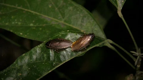 Cockroaches mating | Stock Video | Pond5
