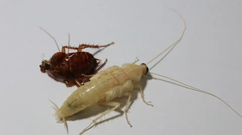 Cockroaches moult 스톡 동영상 51128384