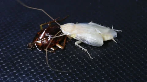 Cockroaches moult Stockbeeldmateriaal 51128782