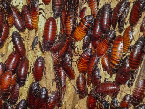 Cockroaches Stock Photos