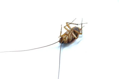 Cockroaches Stock Photos