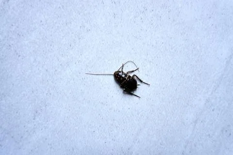 Cockroaches Stock Photos