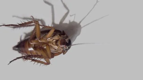 Cockroaches Stock Photos