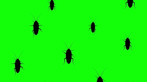 Cockroaches running up Stockbeeldmateriaal 90544020