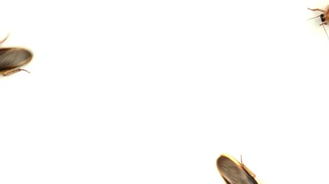 Cockroaches running on a white background Stock Footage 22679790