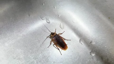 Cockroaches in the sink. Problems with insects, fleas, ticks, animals. Heal.. Stock Footage 295609616