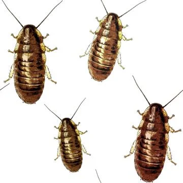 Cockroaches texture Stock Illustration