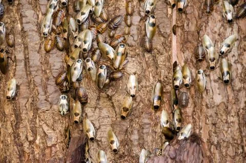 Cockroaches on tree bark Foto stock