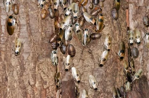 Cockroaches on tree bark Stock-Fotos