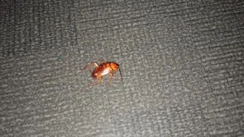 Cockroaches walking at night Stock Footage 270418917