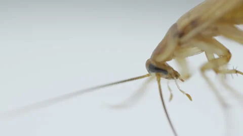 Cockroaches walking on a white background Stock Footage 92016508