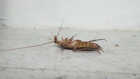 Cockroachs Blattodea Creepy Bug Close up Stock Footage 159479249