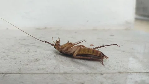 Cockroachs Blattodea Creepy Bug Insects Close up Stock Footage 159479236