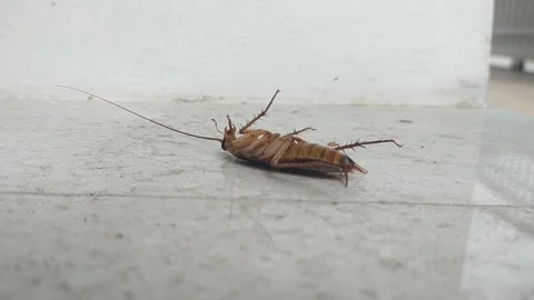 Cockroachs Blattodea Creepy Bug Insects Close up Stock Footage 159479239