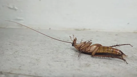 Cockroachs Blattodea Creepy Bug Insects Close up Stock Footage 159479245