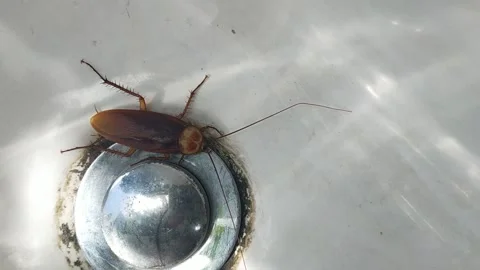 Cockroachs Blattodea Creepy Bug Insects in Bathroom Close up Stock Footage 159479254