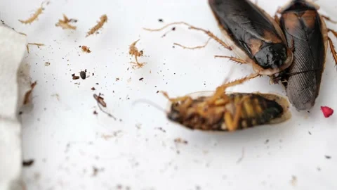Cockroachs lying on white background Stock Footage 149749039
