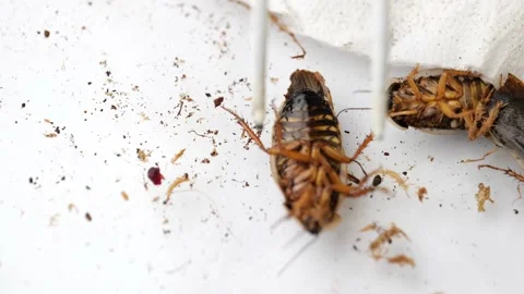 Cockroachs lying on white background Stock Footage 149749268