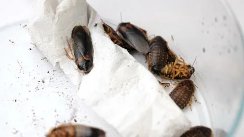 Cockroachs lying on white background Stock Footage 149749696