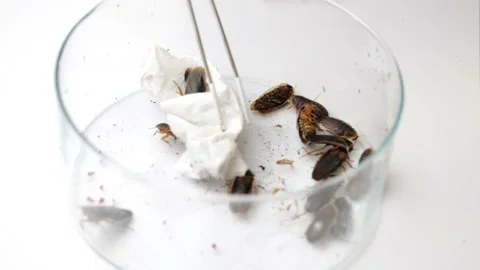 Cockroachs lying on white background Stock Footage 149749809