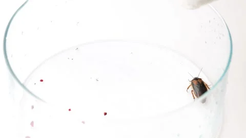 Cockroachs lying on white background Stock Footage 149750275