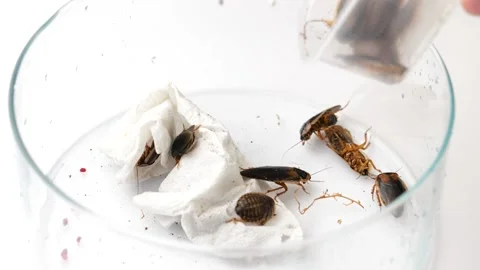 Cockroachs lying on white background Stock Footage 149750313