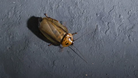 Cockroachs or Blaptica dubia (Blattodea) on a dark background Video stock 105698683