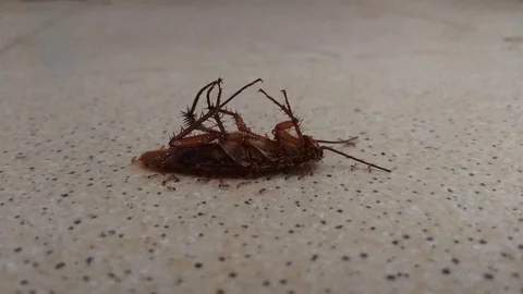 Cockroachs4k Stock Footage 93754287
