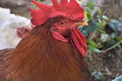 Cock/rooster Stock Photos