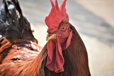 Cock/Rooster Stock Photos