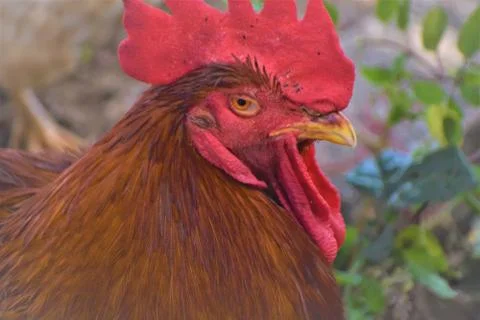 Cock/rooster Stock Photos