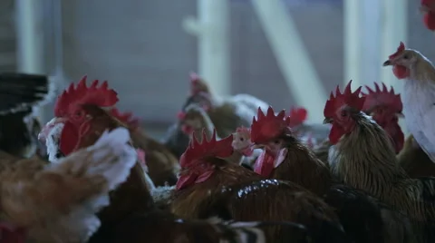 Cocks and hens on the farm Stock Footage 55666331