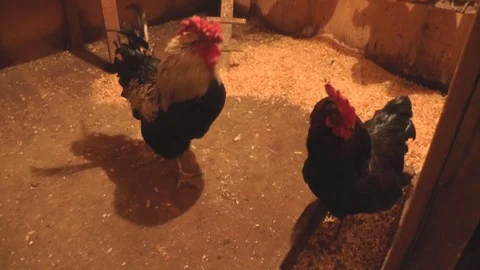 Cocks and Hens go in the Coop Stock Footage 73645969
