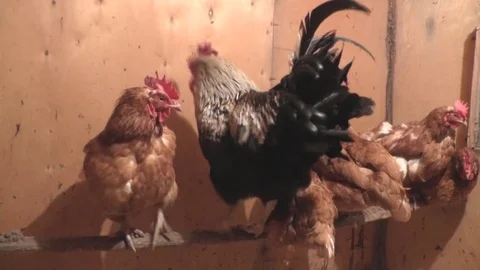 Cocks and Hens go in the Coop Stock Footage 73646341