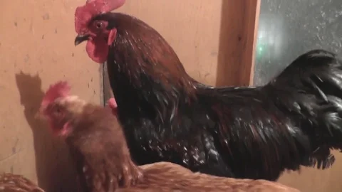 Cocks and Hens go in the Coop Stock Footage 73646789