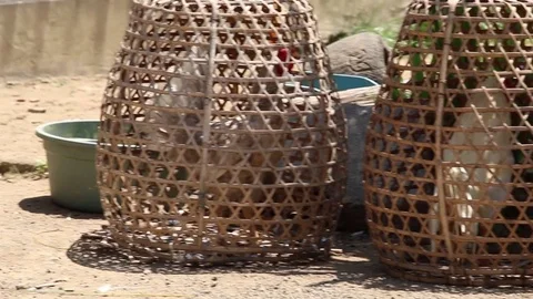 Cocks in cages Indonesia fighting cocks in baskets Stock Footage 72410005