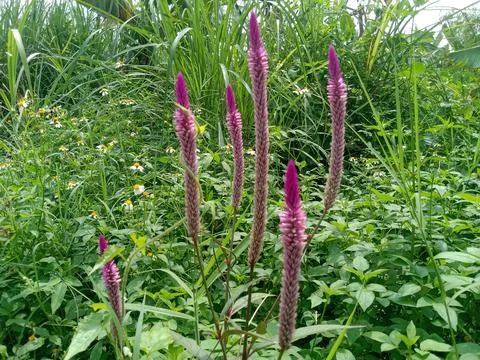 Cock's comb flower Stock Photos